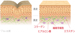 肌の新陳代謝を生み出す繊維芽細胞
